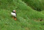 PICTURES/PUFFINS - Helmaey Island/t_PUFF (12).JPG